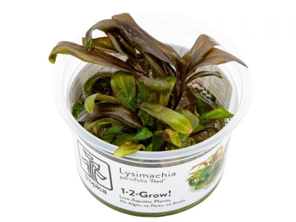 Lysimachia parvifolia ‘Red’ 1-2-Grow!