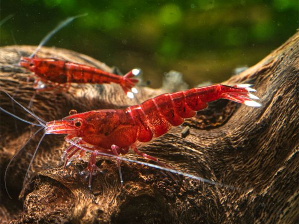 Taiwan Bee - Red Ruby Extreme Zwerggarnele / Caridina logemani