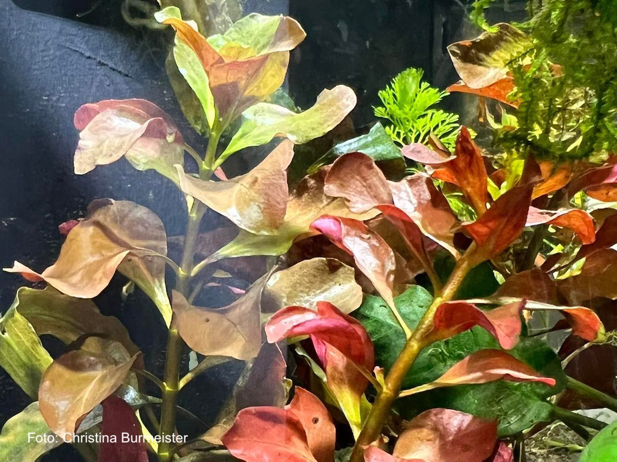 ludwigia_sp_rubin642b378d8f228