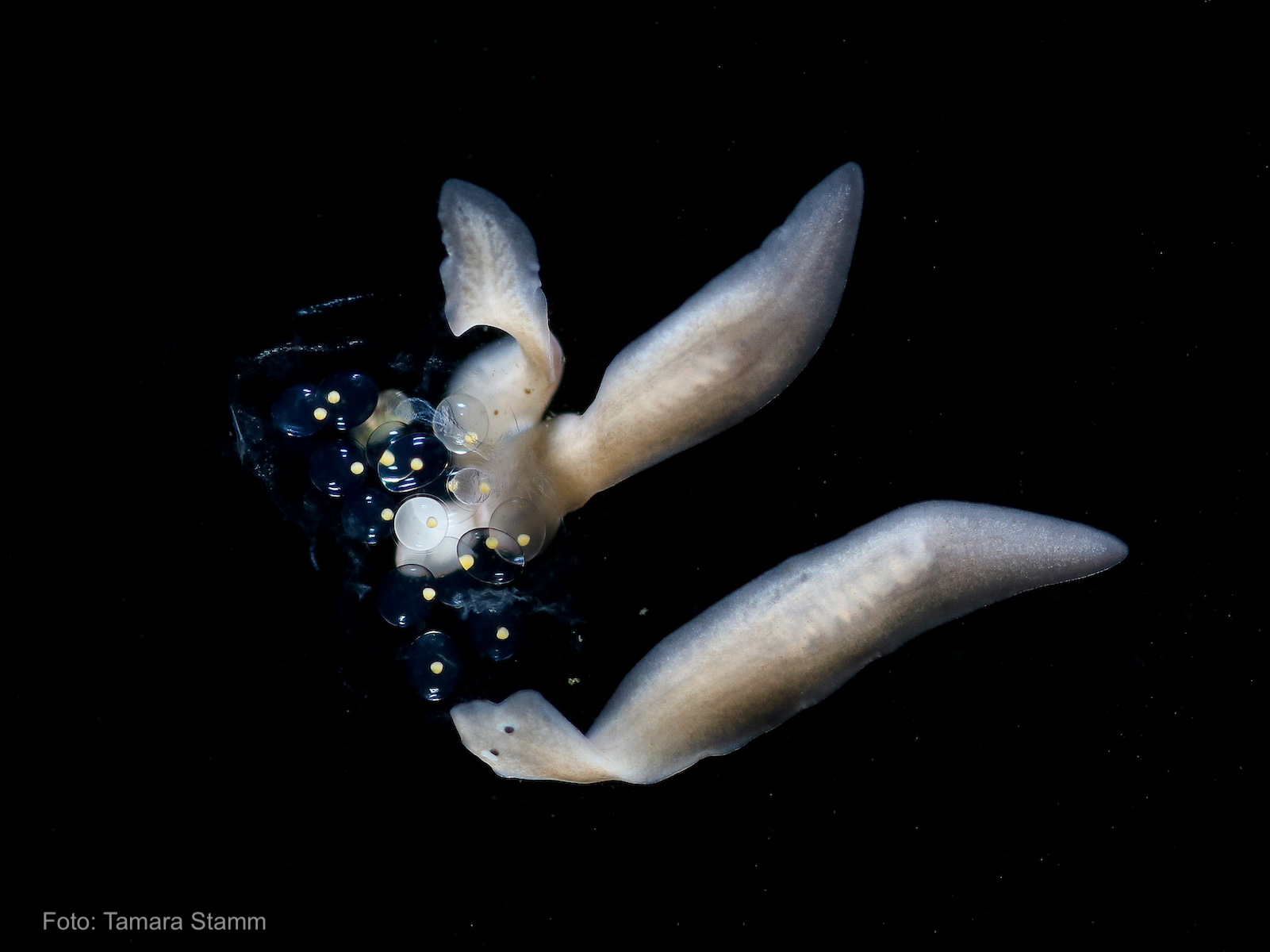 a platyhelminthes lárva stádiumai